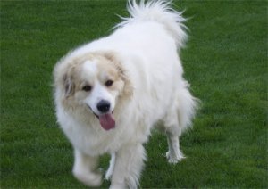 murray_trotting.jpg