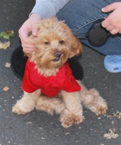 doggie lady bug (Medium).jpg