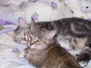 Lilly & Huggy.jpg