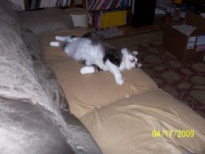 Sven streched out.jpg