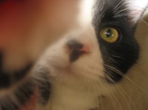 boobutts kitty 2.jpg