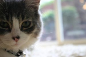 Toby211236.JPG