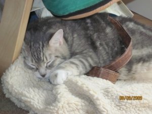 Lilly on dog bed.jpg Lilly on dog bed.jpg