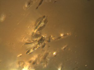 c0034.jpg