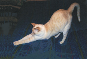 454catstretch1.jpg