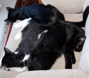 katscratchfever.jpg