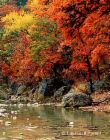 lost maples in November.jpg