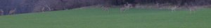 deer1ss.jpg