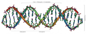 220px-DNA_Overview.png