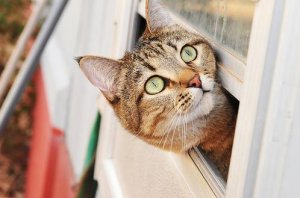 peekaboocleo.JPG
