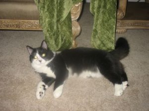 boobutts kitty 1.jpg