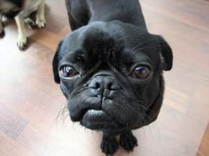 baxpug1.jpg