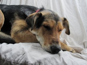 bozmanrescuedog112233.jpg
