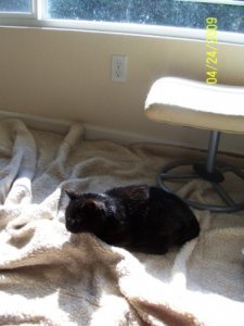 Miglet on dog bed.jpg