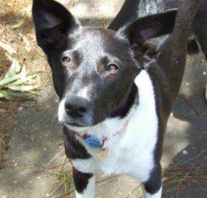 lucy 021109B.JPG