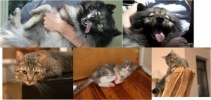 combo pets pic.jpg