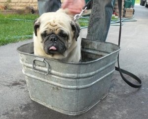 chewybath.JPG chewybath.JPG