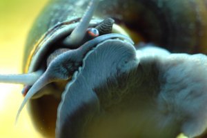 1snail1hm.jpg