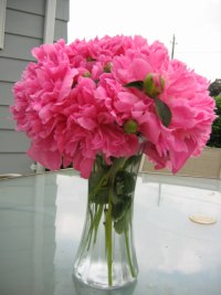 mypeonies6508.jpg