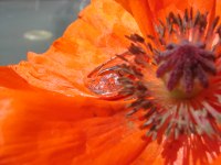 hidinginpoppy6508.jpg