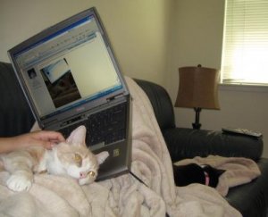 duncanhally attack gyps.jpg