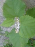 th_IMG_0058-1.jpg