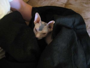 sphynx_9.jpg