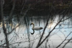 pricescopeswans.jpg