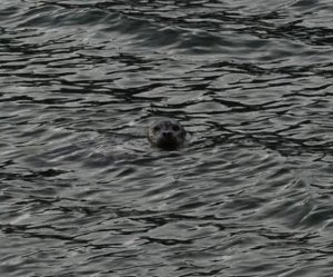 sealpricescopere.jpg
