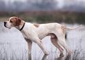 pointerdog.jpg