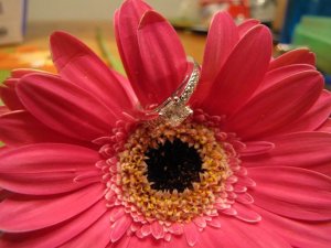 jggeringgerbera (4).JPG