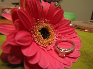 jggeringgerbera (6).JPG