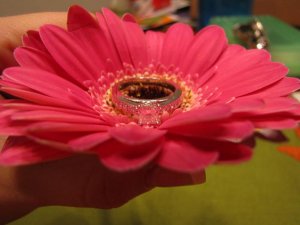 jggeringgerbera (9).JPG