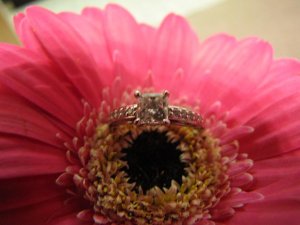 jggeringgerbera (12).JPG