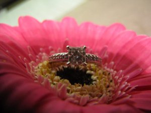 jggeringgerbera (15).JPG