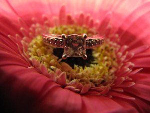 jggeringgerbera (16).JPG