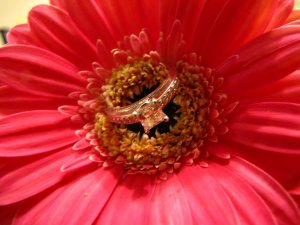 jggeringgerbera (17).JPG
