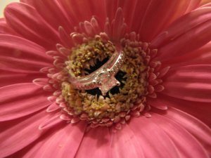 jggeringgerbera (18).JPG