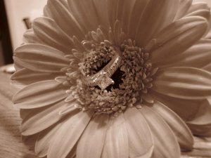 jggeringgerbera (19).JPG