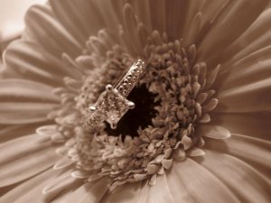 jggeringgerbera.JPG