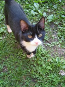 lucythekittycat.jpg lucythekittycat.jpg