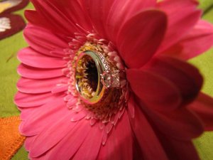 jggeringgerbera (10).JPG