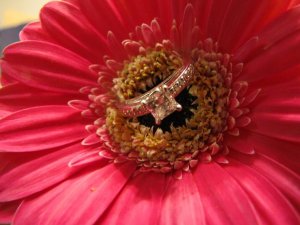 jggeringgerbera (3).JPG