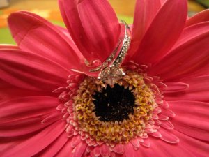 jggeringgerbera (5).JPG