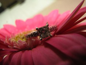 jggeringgerbera (14).JPG
