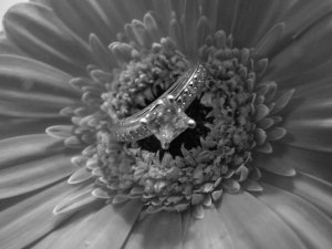 jggeringgerbera (2).JPG