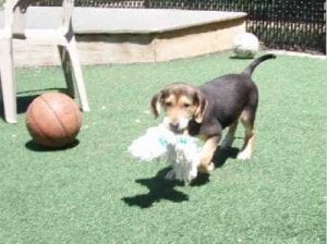 spca-andy.jpg