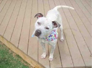 spca-priscilla2.jpg