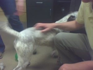 spca-priscilla.jpg