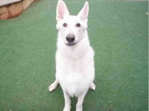 spca-edison.jpg